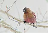 Brown-capped Rosy-Finch